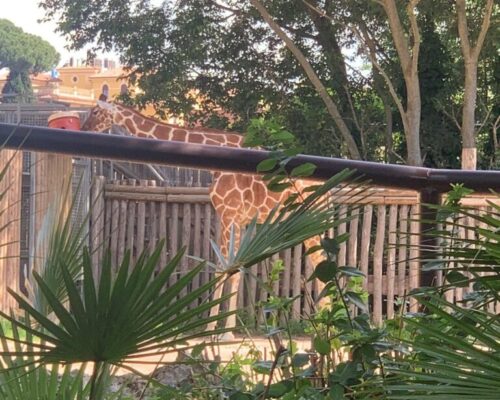 Visita Bioparco 5